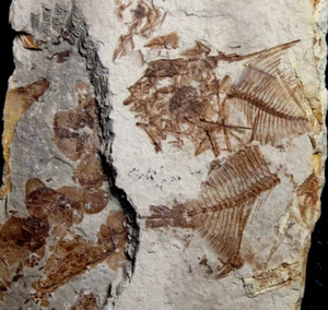 Capros radobojanus -  Three Oligocene fossils fishes, Very nice specimen - Picture 1 of 6