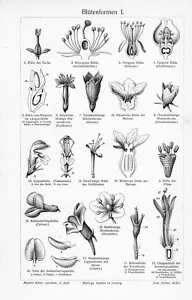 1905 VARIETIES FLOWER SHAPES ENGRAVING ILLUSTRATION PRINT 2 Pgs - Picture 1 of 4