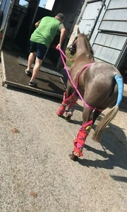 CARGADOR RÁPIDO Ayuda para caballos difíciles ponis para cargar en remolque/camión caballo caja - Imagen 1 de 56