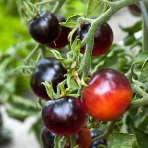 Svart Tomate - Azul Negro Tomate - 10+ Semillas - Semillas - Semillas - ¡RARO... - Imagen 1 de 2