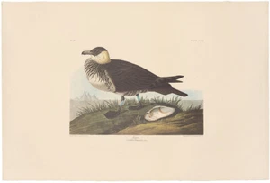 Audubon Amsterdam Ed Double Elephant Folio lithograph Pl 253 Jager - Picture 1 of 2