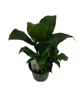 FlowerPotNursery Spathiphyllum Peace Lily Spathiphyllum sp. 4" Pot - Picture 1 of 4