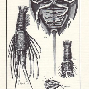 Histoire naturelle - Crabe Ecrevisse - Gravure ancienne - Réédition 1964 - Picture 1 of 2