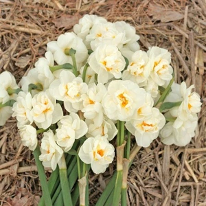 PRE ORDER - Bridal Crown Daffodil Bulbs - Perfect For Naturalizing - Picture 1 of 2