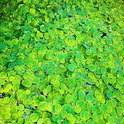 50+Leaf Red Root Floaters Live Aquarium Floating Plant Buy 2 Get 1 Free