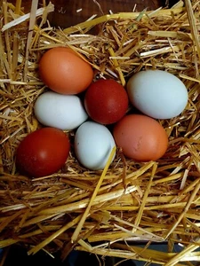 🥚10 Hühner Bruteier Araucana, Grünleger, Bovans, Marans, Sperber bunter Mix 🐔 - Bild 1 von 7