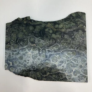Kambaba Jaspis Stromatolith 5 1/4” x 4 1/2” Rough Slab Lapidary Cabbing - Bild 1 von 4