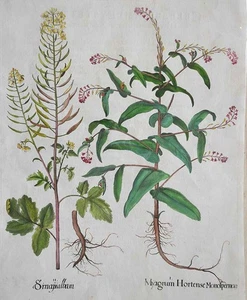 Myagrum by Besler   from "Hortus Eystettensis", published Nuremburg, pre 1713 2 - Picture 1 of 2