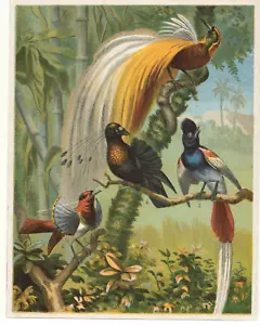 1886 McLoughlin Uccellini del Paradiso uccellino piccolo stampa 7,25" x 9,25" - Foto 1 di 1