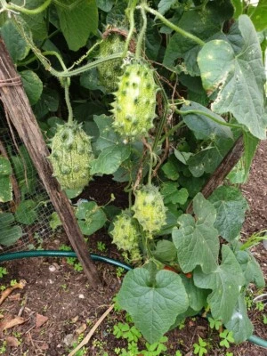 🦠 African cucumber Horned Kiwano Melon Heirloom Vegetable - 10 Seeds 🦠 - Image 1 of 4