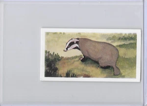 1954 Badger Neilson's Chocolate Interesting Animals Card #9 - Picture 1 of 2