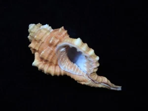 Muschel Cymatium pyrum 102,9mm ID#8302 - Bild 1 von 4