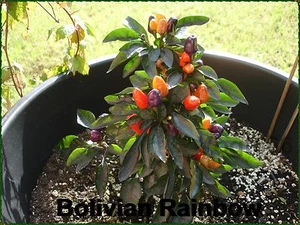 15 Bolivian Rainbow Chili Samen Zimmerpflanze bunt abreifend sehr dekorativ - Bild 1 von 3