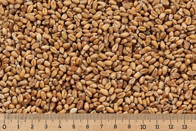 (Grundpreis 0,69 €/kg) - 25 kg Weizen - Hühnerfutter - Geflügelfutter - Vogel - Bild 1 von 2