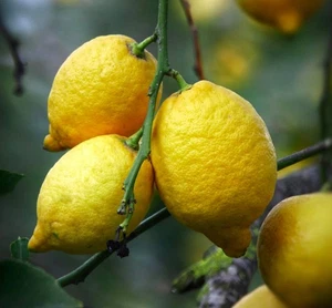 Citrus limon MEYER | Lemon | Lemon tree - Limón | Árbol de limón - Imagen 1 de 3