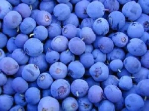 50 NORTHERN HIGHBUSH BLUEBERRY BUSH Fruit Berry Shrub Seeds *Flat S/H - Picture 1 of 10