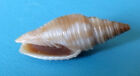 Sea Shell -  Coquillages - Mitridae  Ziba Flammea  24,40Mm