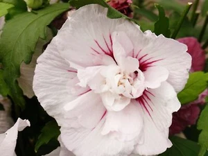 Garteneibisch Hibiscus, "China Chiffon"® C3 40/60 cm - Bild 1 von 1