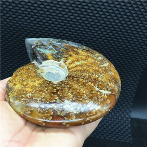 387g Natural chrysanthemum conch specimens in Madagascar  U760 - Picture 1 of 12