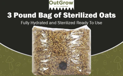 Sustrato de setas de avena entera | Desove de grano esterilizado con puerto de inyección Foto 1 de 4