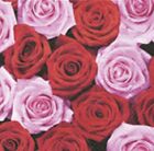 Lunch Servietten Rosen günstig Kaufen-20 LUNCH SERVIETTEN 33x33cm Rosen rosa und rot Rose PINK & RED ROSES