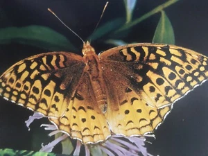 Lot  8 Vintage Insects Poster Print Picture SVE Study Print - Picture 1 of 12