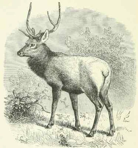 Cambridge Natural History, In Nine Illustrated Volumes - Picture 1 of 2
