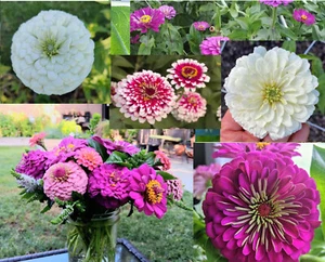 Holly's Art Deco mix Zinnia 100 seeds {Mazurkia and Blueberry Cheesecake} - Picture 1 of 2