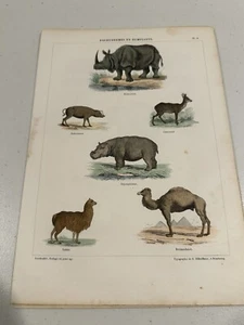 ZOOLOGIE DU JEUNE AGE Lereboullett Silbermann - 10 Pages - Picture 1 of 10