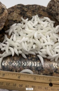 100-7/8" -Crappie Panfish-Duft-Spikes-Maden-Weichplastik Wachswürmer-Maden - Bild 1 von 2