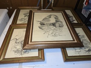 5 stampe vintage MCM incorniciate di vari uccellini di mare di Bruce D. Towar Gull Killerdeer - Foto 1 di 19