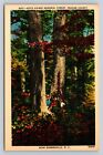 Near Robbinsville North Carolina Joyce Kilmer Memorial Forest VINTAGE Postcard