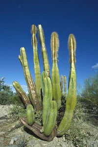 Lophocereus Schottii (Totem Pole) Cactus Seeds (100 Seeds) - Picture 1 of 2