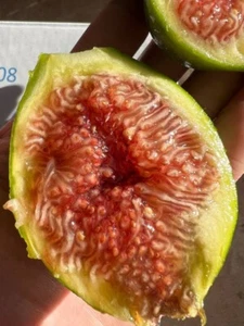 Delicious Sweet Fig Tree Rooted Home Grown Favorite - Picture 1 of 5
