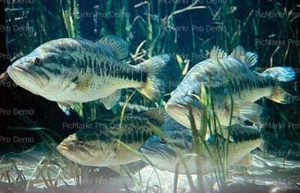 Fish Bass Birthday ~ Edible 2D Fondant Cake Cupcake Topper ~ D7955 * - Picture 1 of 1