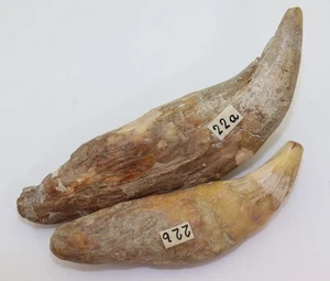 Orso delle caverne, Ursus spelaeus, quaternario, Pleistocene, Sloup Repubblica Ceca-L470 - Foto 1 di 11