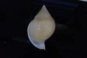 Sea Shells Cassis Alcocki Record Gr. 116-m.m. f+++ in guter Qualität - Bild 1 von 7