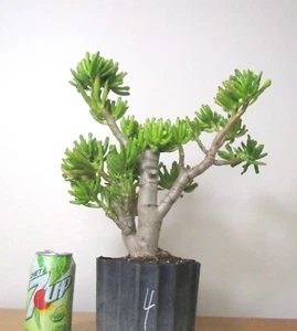 Big Jade Gollum Crassula plant for shohin mame bonsai tree thick trunk #4 - Picture 1 of 4