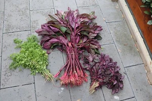 ASIAN GREEN VEGETABLES,-AMARANTH, CALALOO,lai,lal shag, Denga, data, holy basil, - Picture 1 of 7