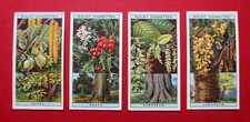 WILLS  4 ANTIQUE 1924 CIGARETTE CARDS FLOWERING TREES & SHRUBS  No's 24-25-26-27