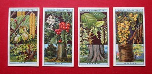 WILLS  4 ANTIQUE 1924 CIGARETTE CARDS FLOWERING TREES & SHRUBS  No's 24-25-26-27
