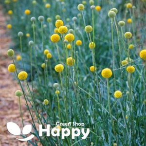 DRUMSTICK YELLOW - BILLY BUTTON - 300 Seeds - Craspedia globosa - ANNUAL FLOWER - Picture 1 of 10