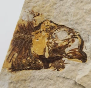 Knightia eocaena Fossil Fish - Green River Fm. - Split Fish Layer - WY - Picture 1 of 5