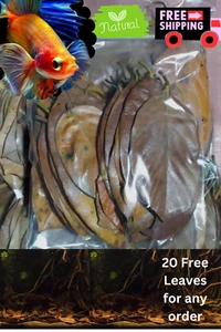 100+20 Jackfruit Leaves Natural Dried Jack Fruit leaves & Free Shipping - Picture 1 of 2