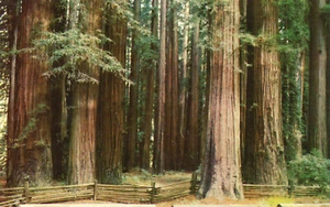 10061 Postcard: Grove of Redwoods, Redwood Highway, California - Picture 1 of 2