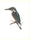 The Kingfisher - 1959 Beautiful Colour Vintage Bird Print by E DeMartini