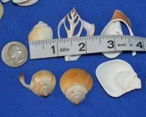1 POUND,Canarium Seashells Multi-Cut, Mixed Variety Sliced Seashells, CS-17 - Picture 1 of 12