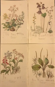 Antique 1868 Elizabeth Twining Botanical Hand-Colored Lithographs (4) - Picture 1 of 8
