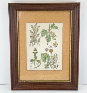Vintage Holzrahmen Botanische Kräuter Druck 11x15 - Bild 1 von 10