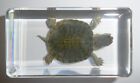 2.8* 1.5*0.7" 1pc Water Slider Turtle In Clear Paperweight Education Specimen